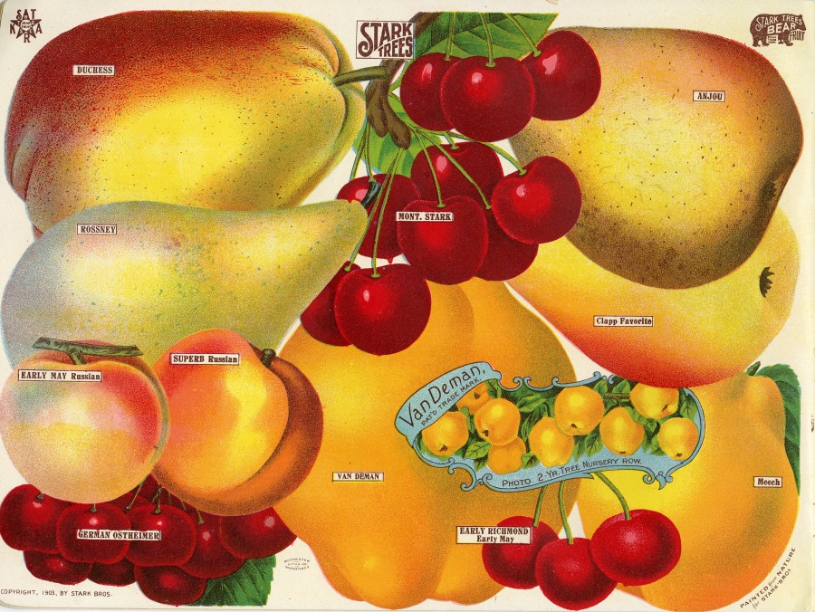 Pears and Cherries from the Stark World's Fair Fruit Catalog, 1903