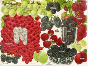 Berries from the Stark World's Fair Fruit Catalog, 1903